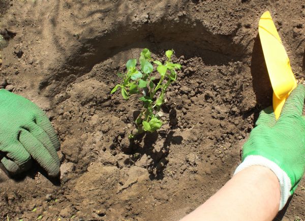 Rose Bush Planting in Snohomish