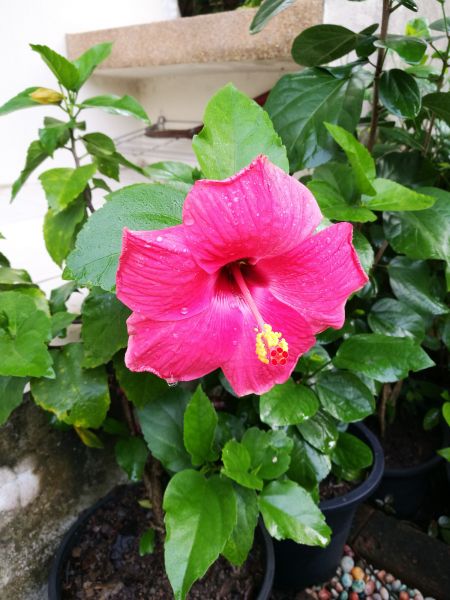 Hibiscus Planting in Snohomish