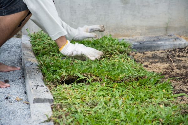 Ground Cover Planting in Snohomish