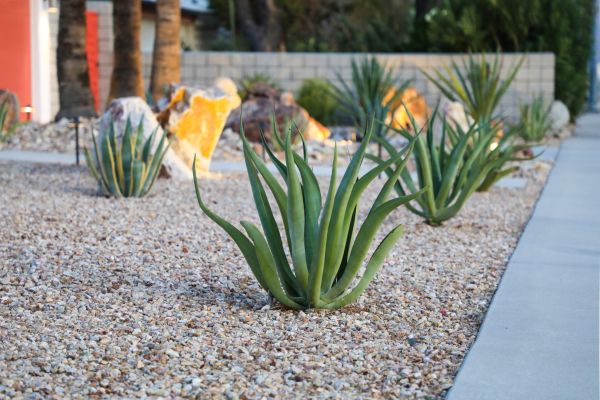 Drought Resistant Landscaping in Snohomish