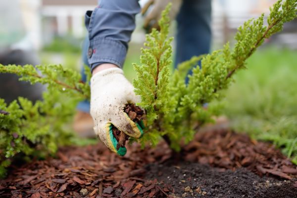 Church Mulching in Snohomish