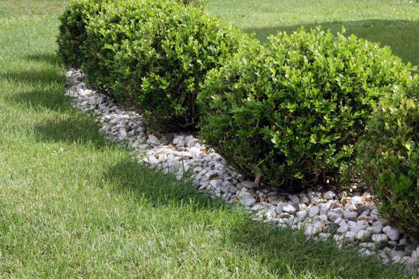 Boxwood Planting in Snohomish