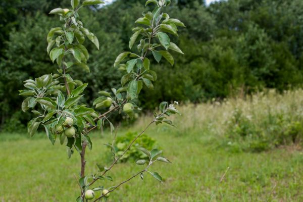 Apple Tree Planting in Snohomish