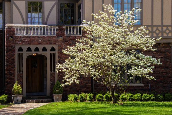 Dogwood Tree Planting in Snohomish